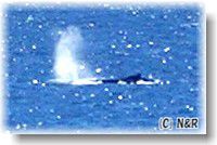 絶景！ 海山アウトドア (半日コース) ... ポイント・デンジャー // イルカやクジラが見れる日もあります！