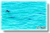 絶景！ 海山アウトドア (１日コース) ... ポイント・デンジャー // イルカやクジラが見れる日もあります！